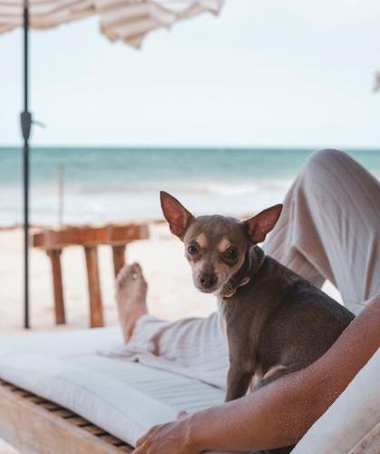 Pet-friendly Ana y José Hotel & Beach Club Tulum Pet-friendly Ana y José Hotel & Beach Club Tulum